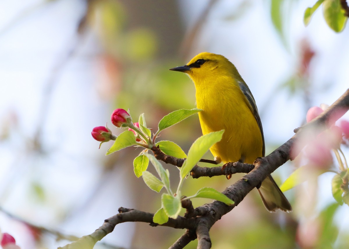 eBird Checklist - 27 Apr 2024 - Erie Marsh Preserve/Gun Club (no access ...