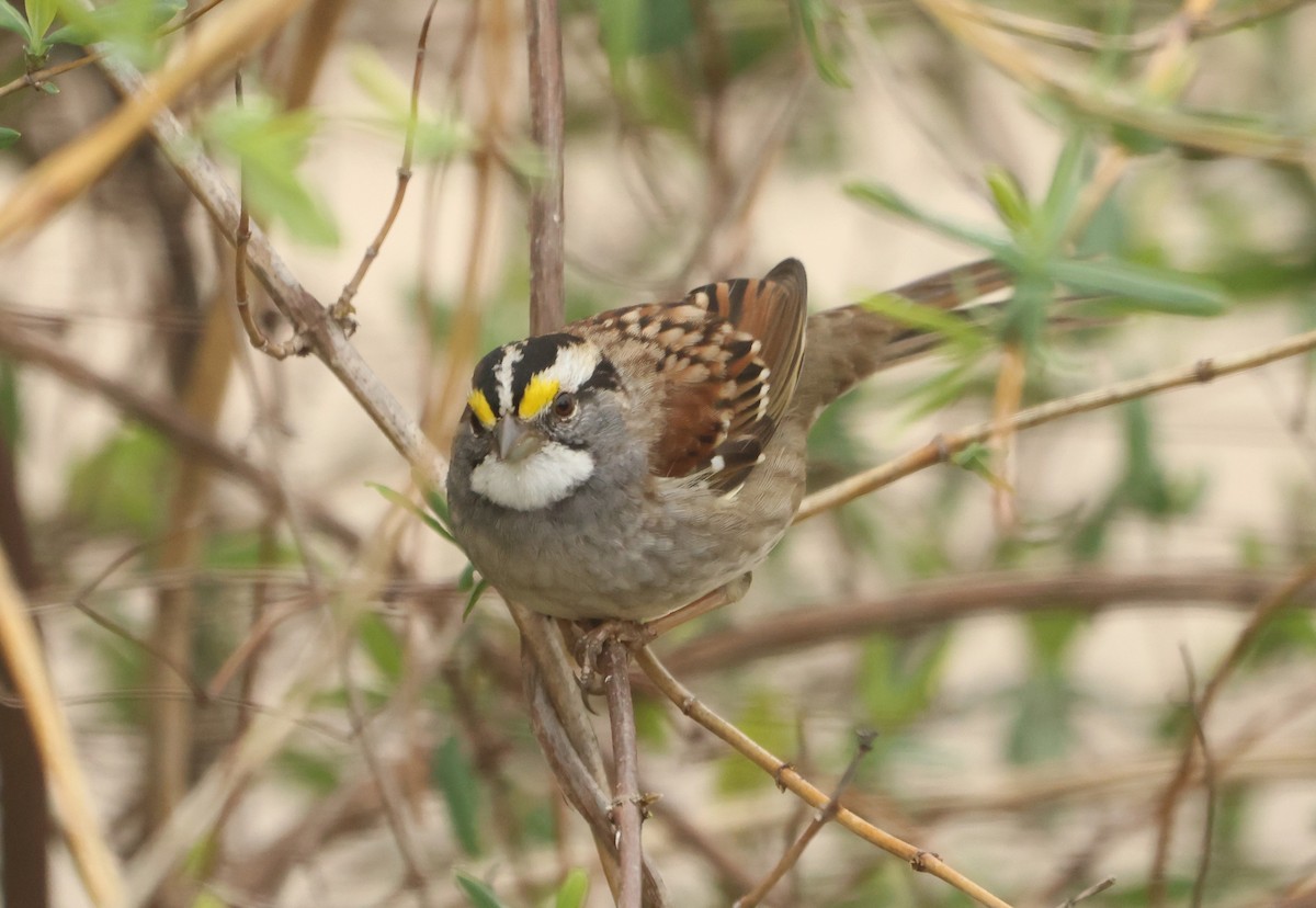 White-throated Sparrow - Sarah Morris