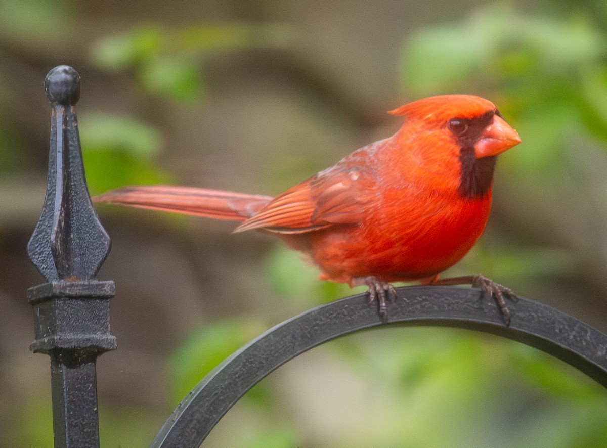 Cardinal rouge - ML618054817
