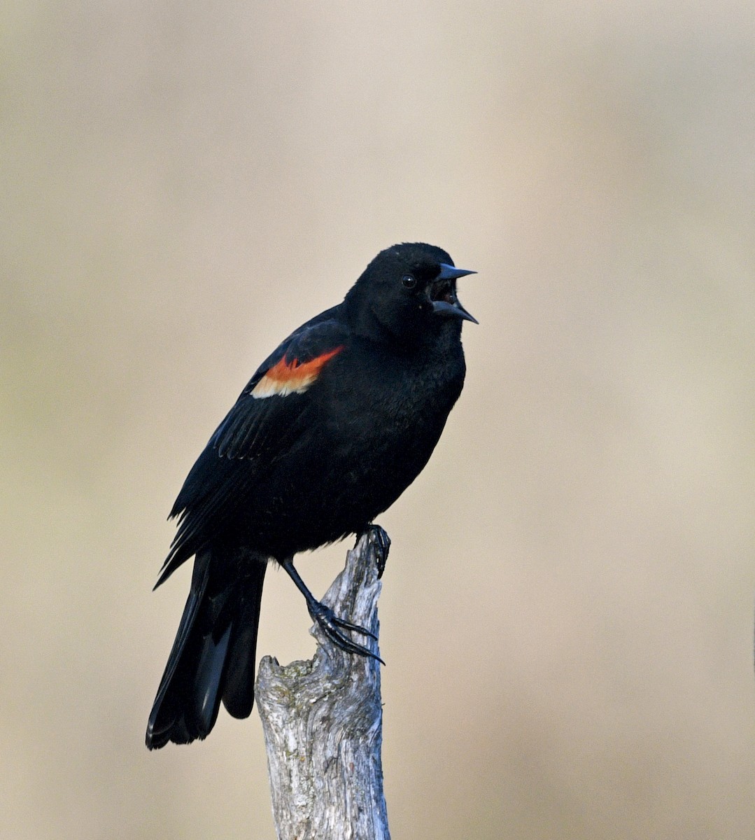Red-winged Blackbird - Chad Kowalski