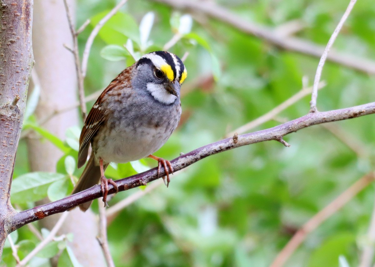 White-throated Sparrow - Bruce Arnold