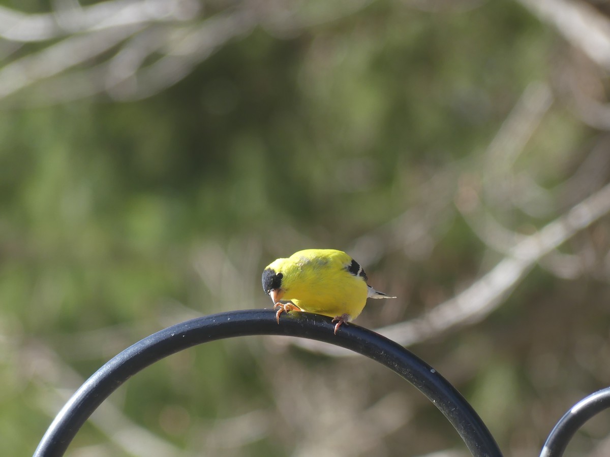 American Goldfinch - claudine lafrance cohl