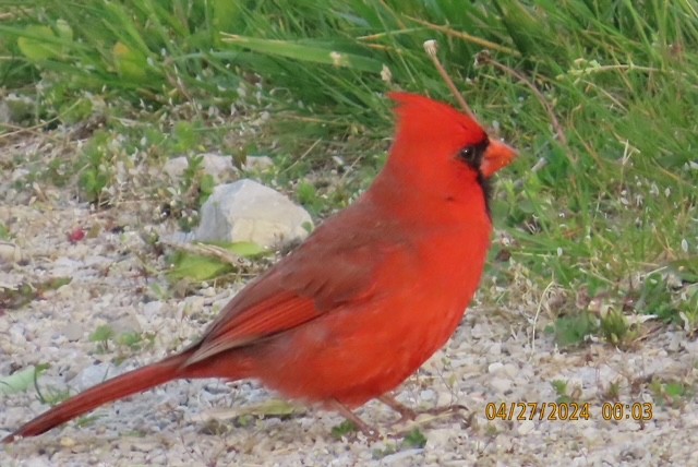 Northern Cardinal - Jim Rowoth