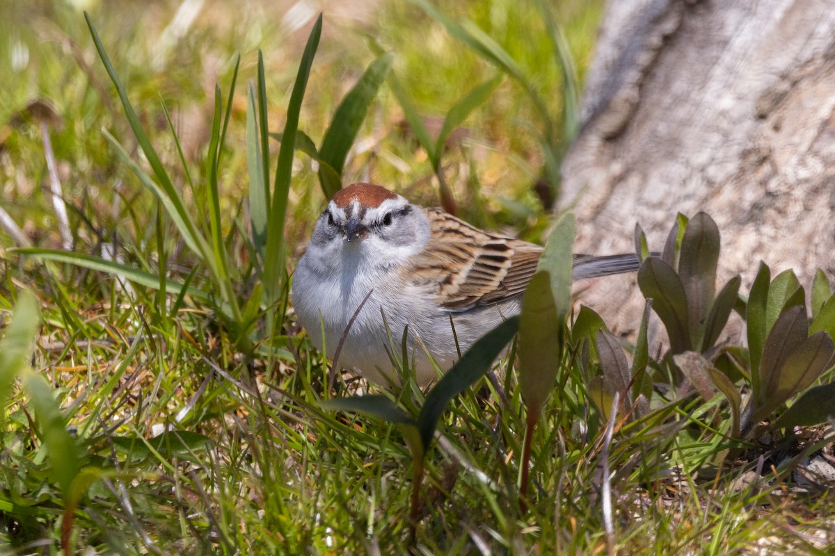 Chipping Sparrow - ML618054881
