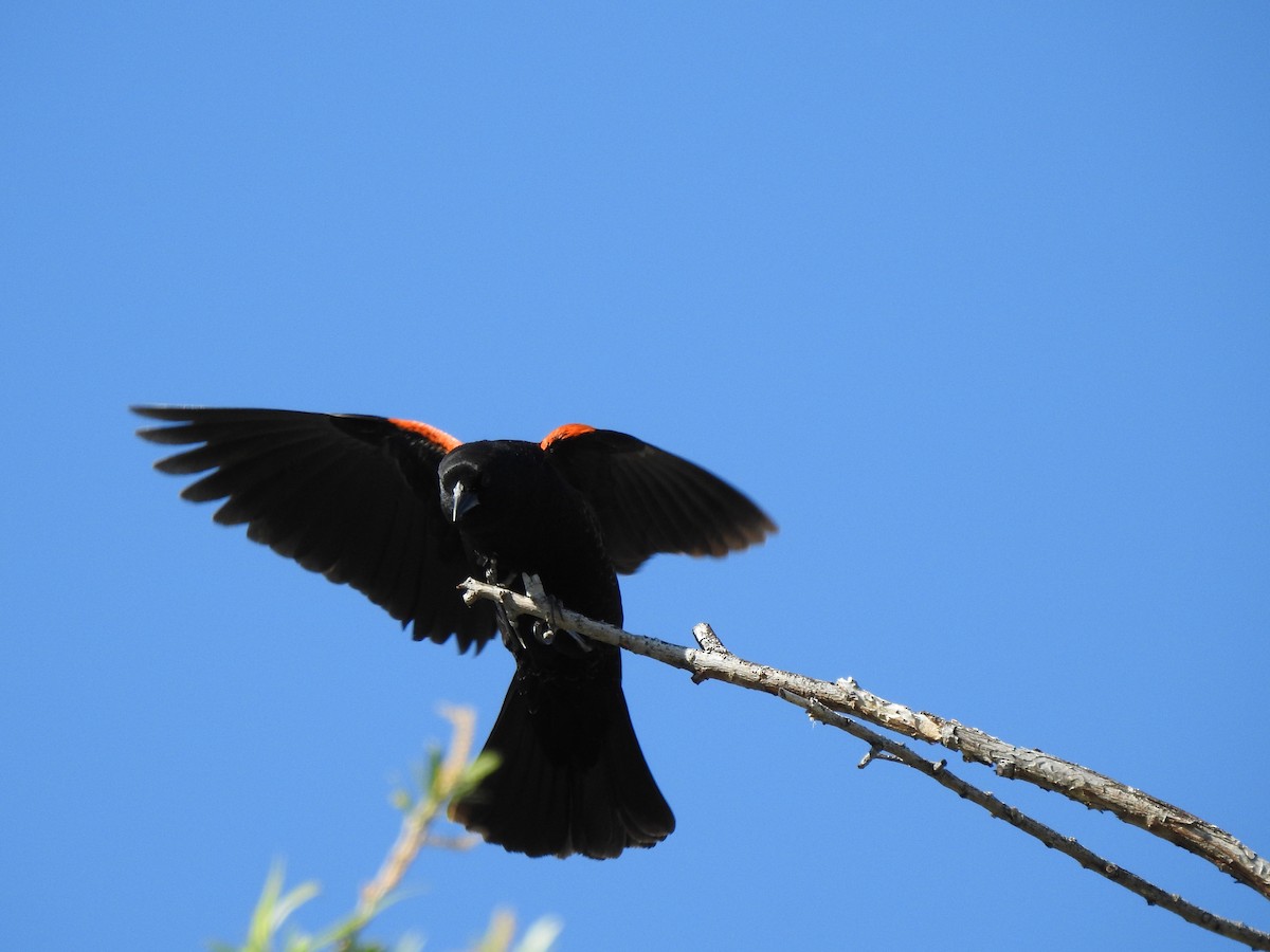 Red-winged Blackbird - ML618054912