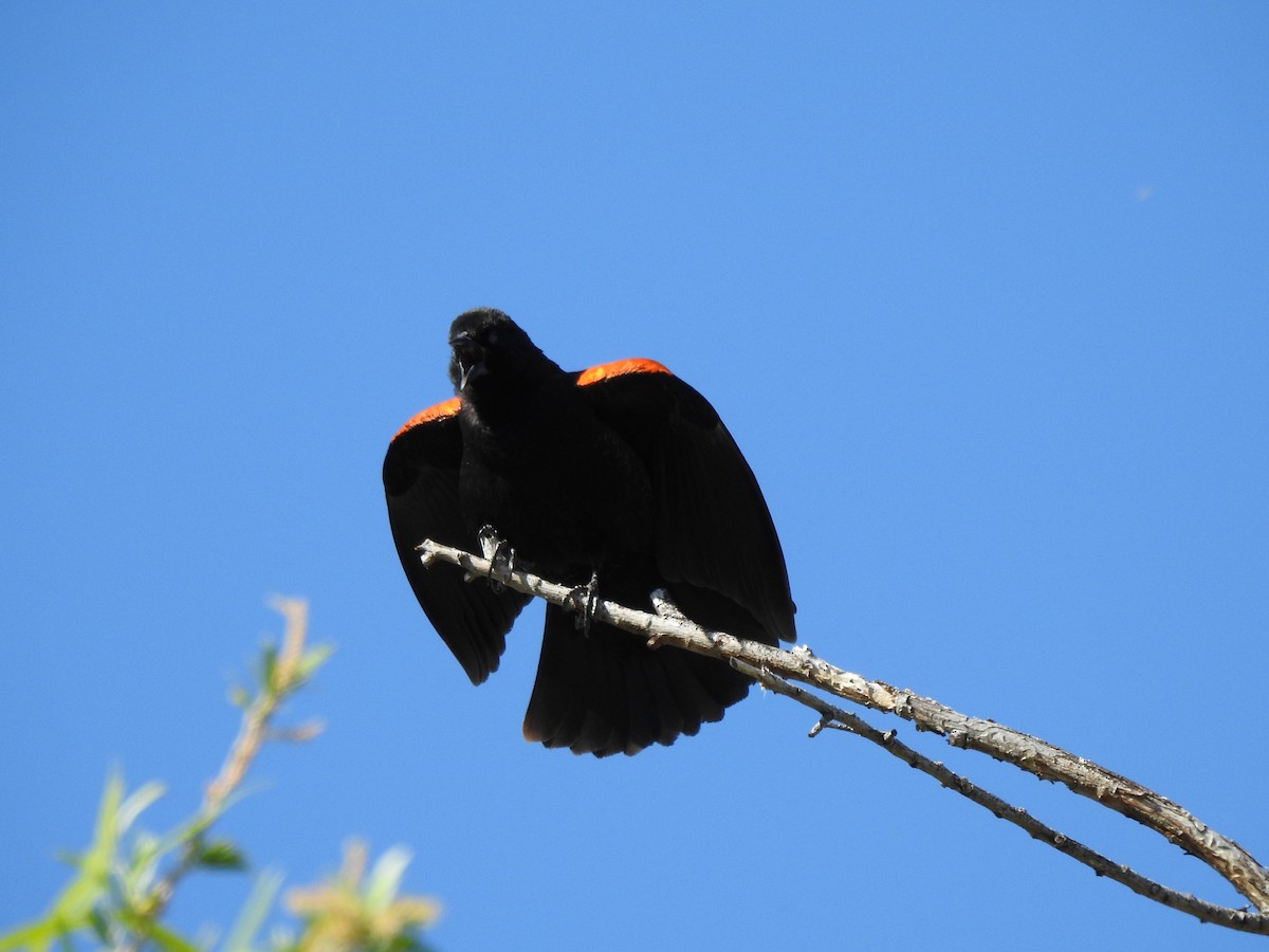 Red-winged Blackbird - ML618054913