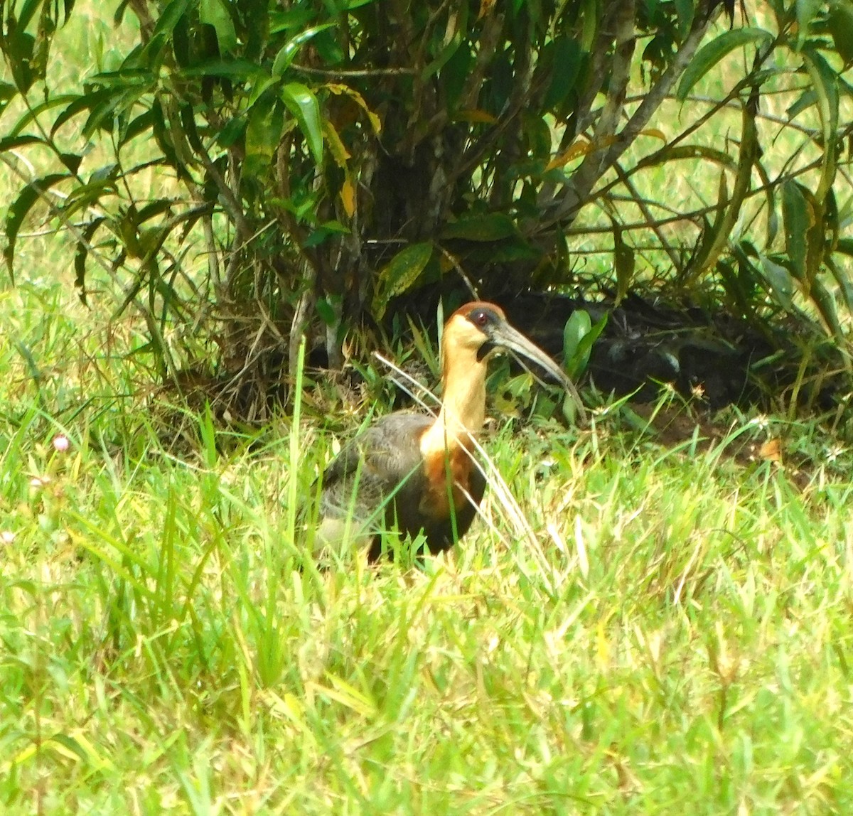 ibis bělokřídlý - ML618054976