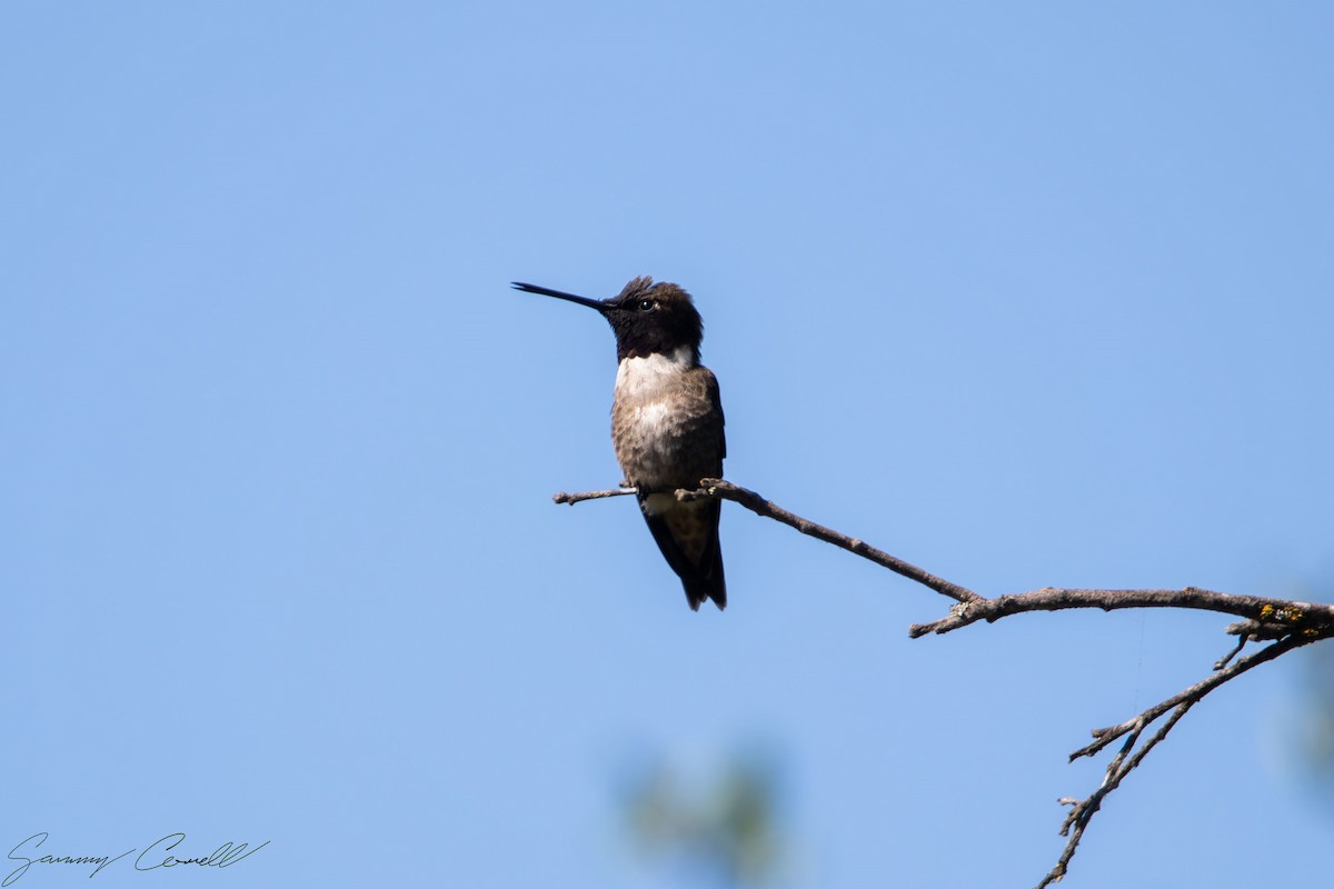 Black-chinned Hummingbird - ML618055042