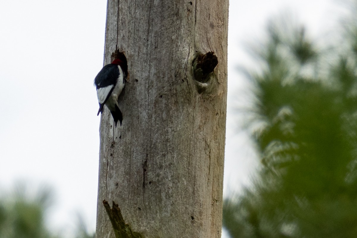 Red-headed Woodpecker - ML618055043