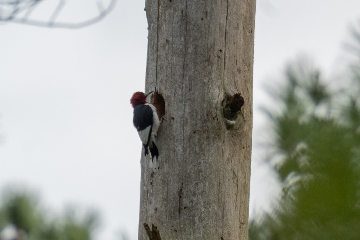 Red-headed Woodpecker - Grant Winter