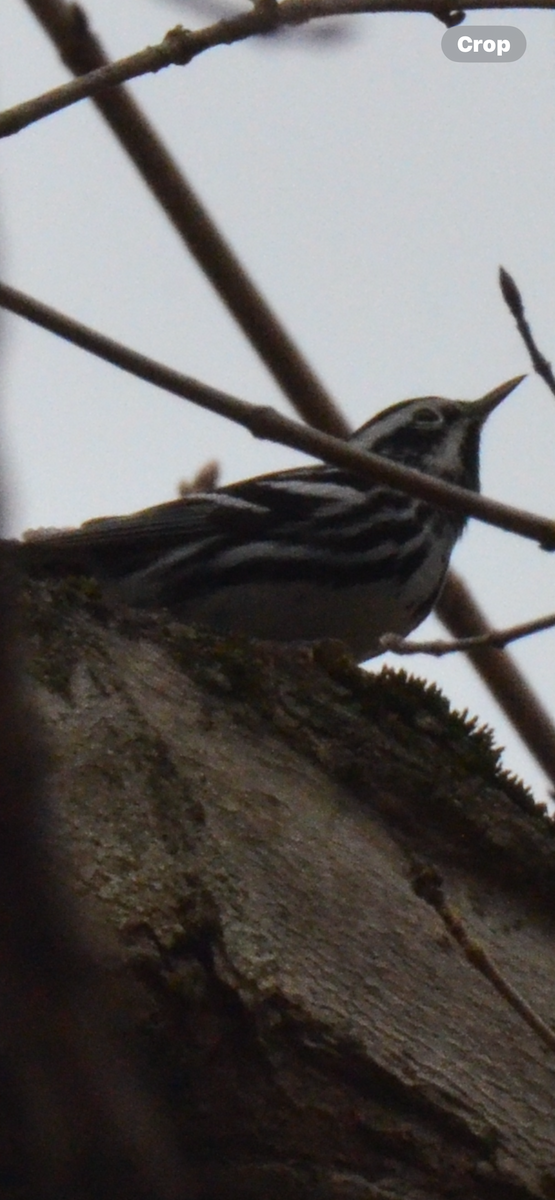 Black-and-white Warbler - ML618055049