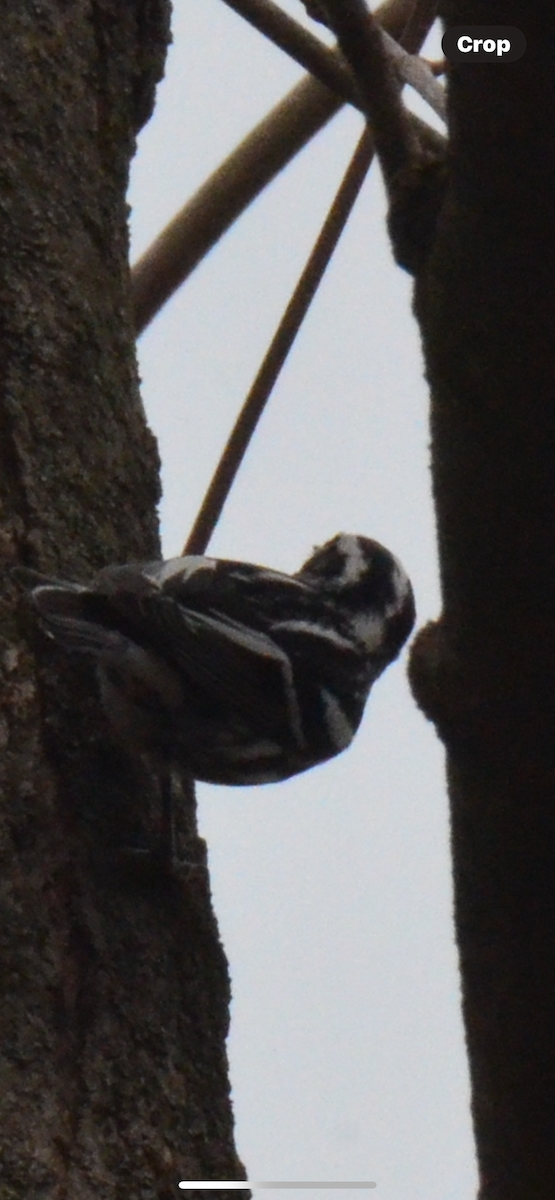 Black-and-white Warbler - ML618055050
