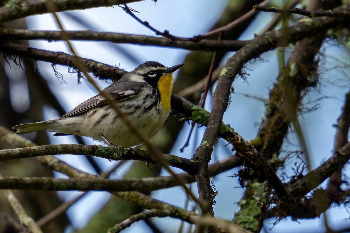 Yellow-throated Warbler - ML618055063