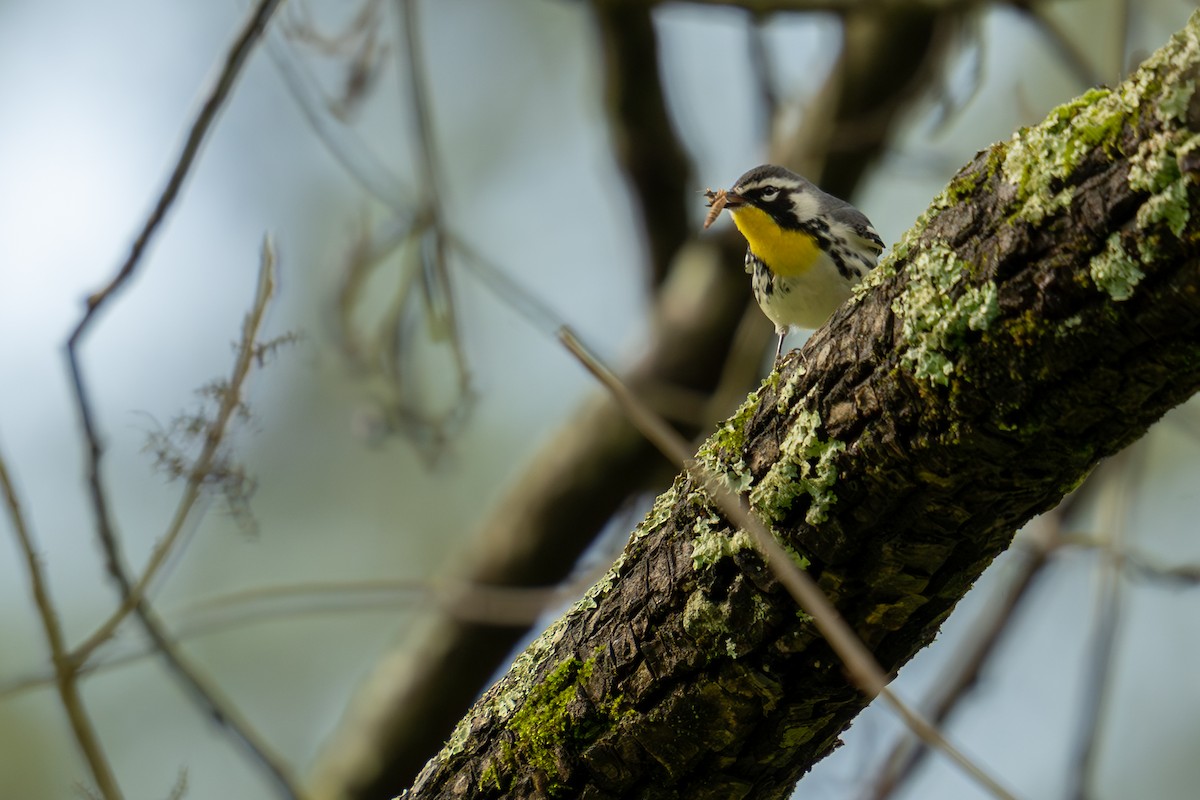 Yellow-throated Warbler - Grant Winter