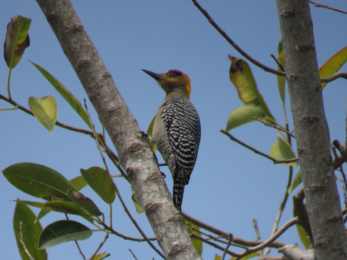 Golden-cheeked Woodpecker - ML618055084