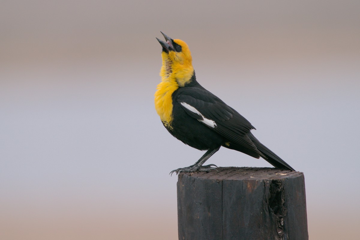 Yellow-headed Blackbird - ML618055094