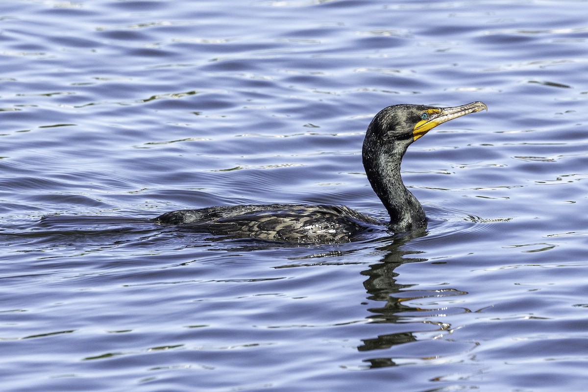 Double-crested Cormorant - Kathryn McGiffen