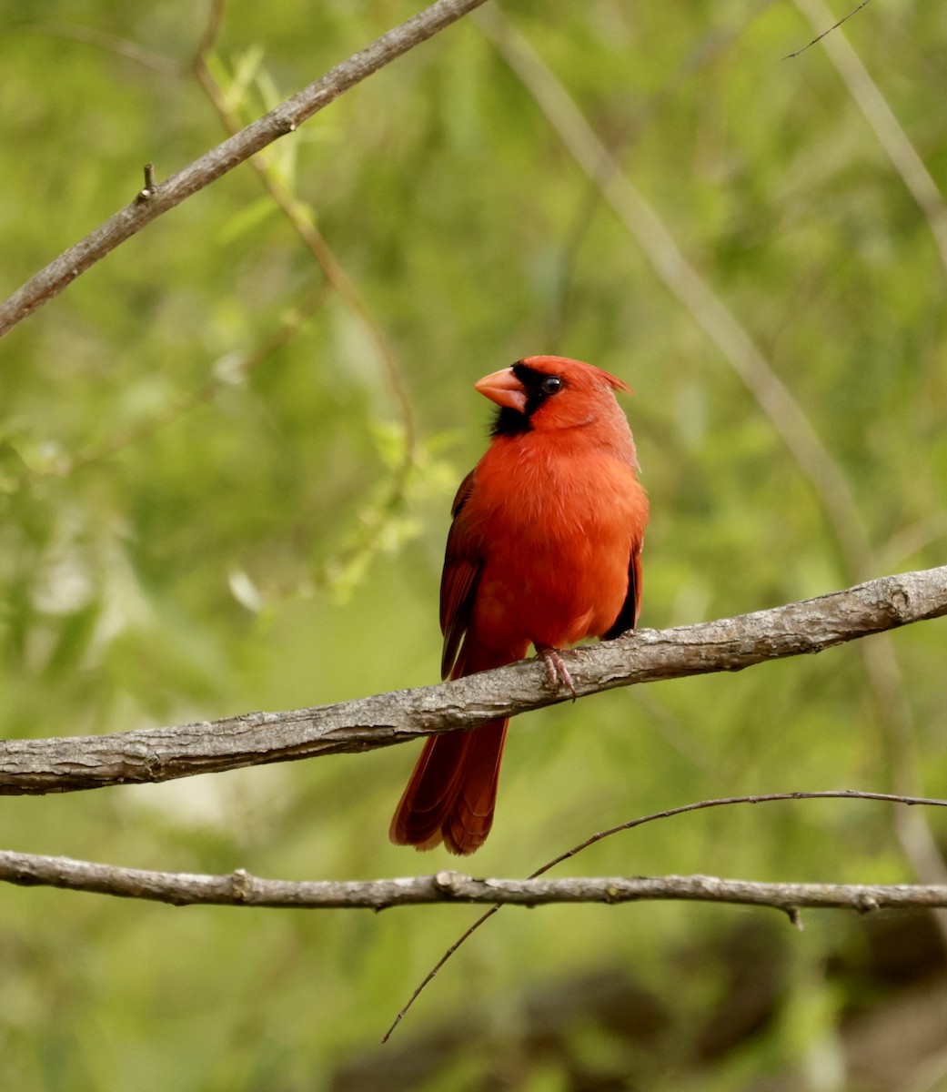 kardinál červený [skupina cardinalis] - ML618055115