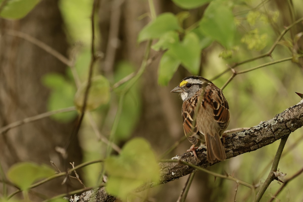 White-throated Sparrow - Bert Fisher