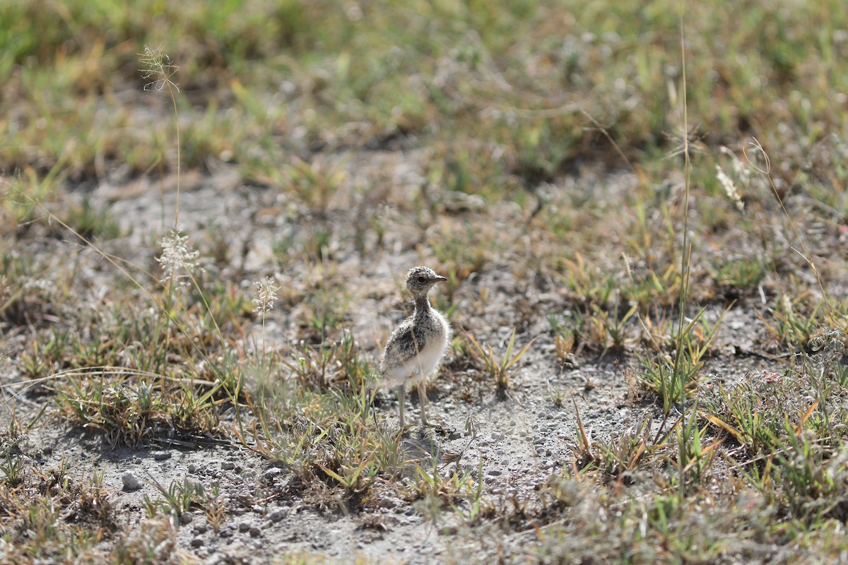 Three-banded Plover - ML618055136