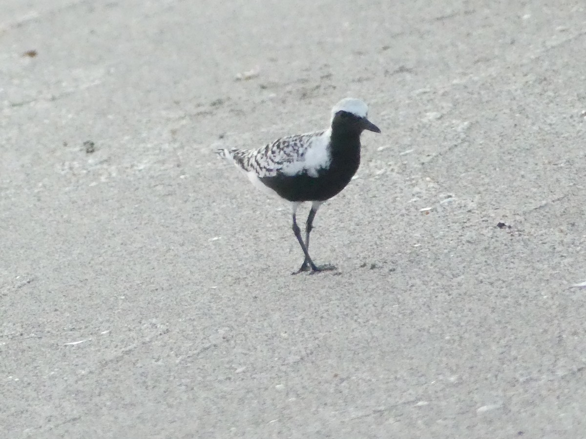 Black-bellied Plover - Betty Holcomb