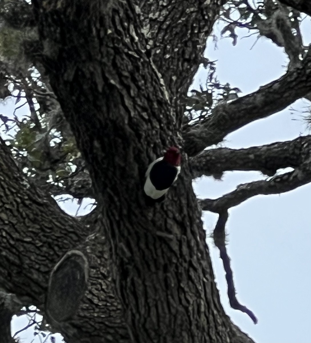 Red-headed Woodpecker - ML618055163