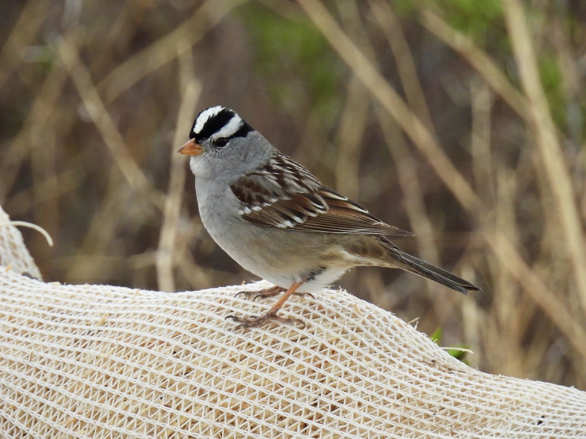 White-crowned Sparrow (Gambel's) - ML618055181