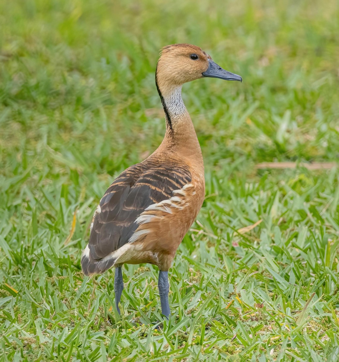Fulvous Whistling-Duck - Patsy Russo