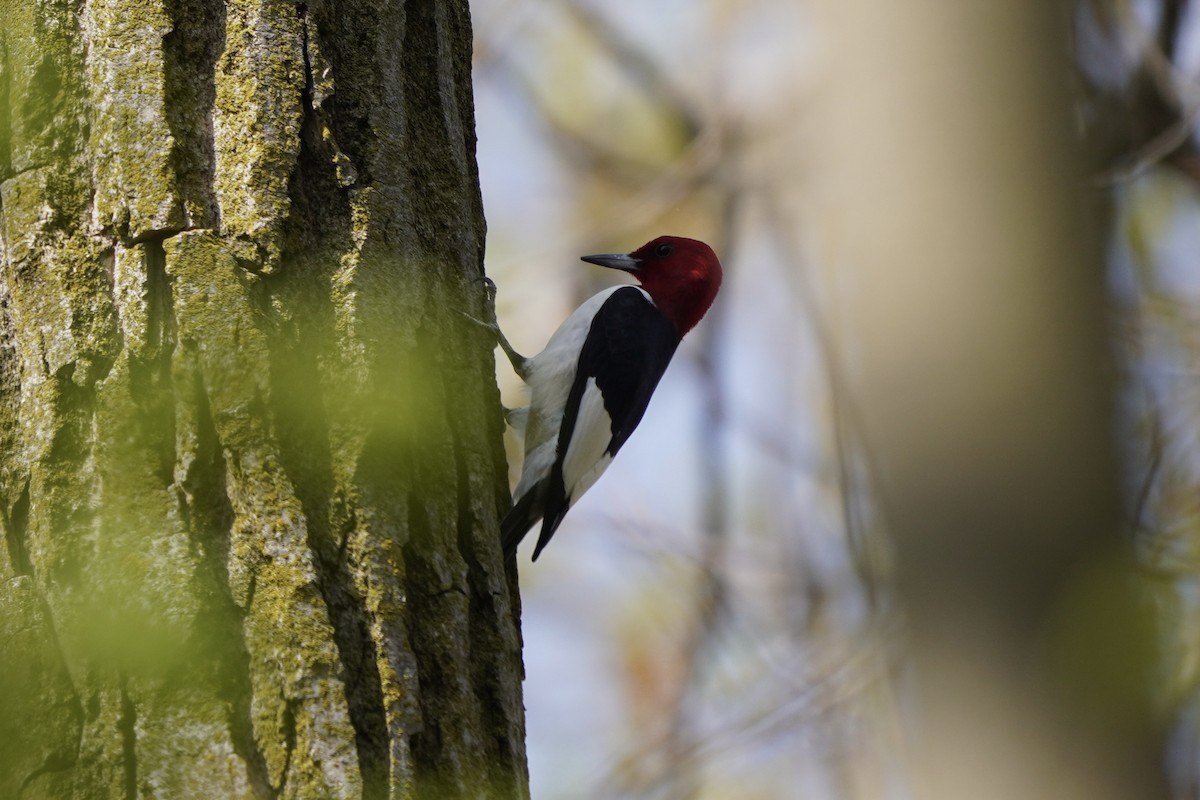 Red-headed Woodpecker - ML618055237