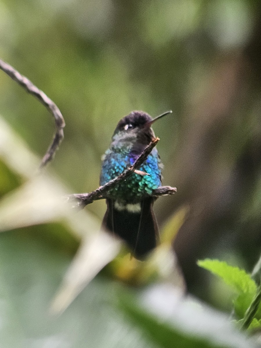Fiery-throated Hummingbird - ML618055258