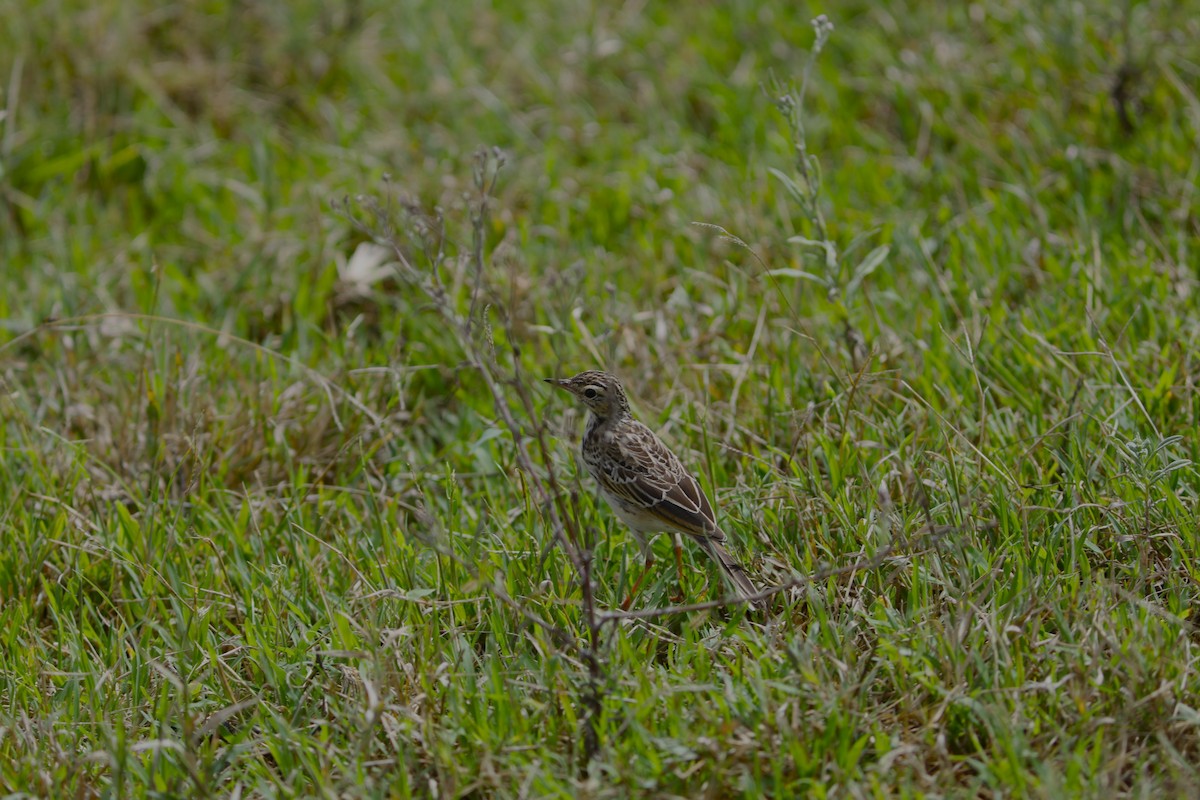 Pipit africain - ML618055315