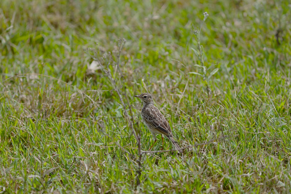 African Pipit - ML618055316