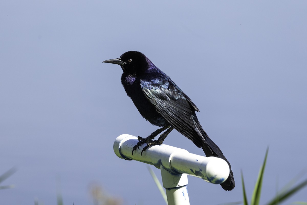Boat-tailed Grackle - ML618055321
