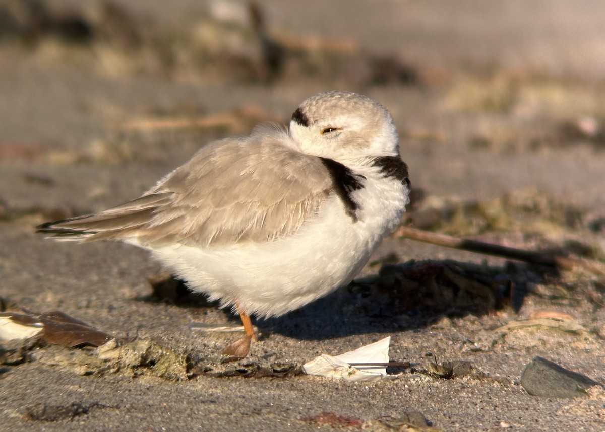 Piping Plover - ML618055347