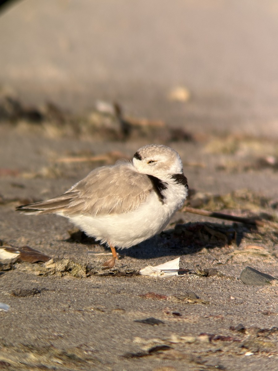 Piping Plover - ML618055348