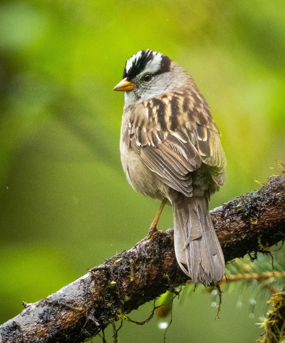 White-crowned Sparrow - Jonathan Ley