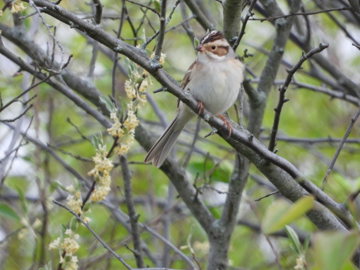 Clay-colored Sparrow - ML618055356