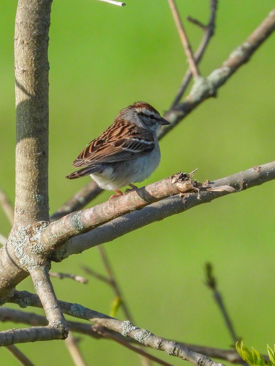 Chipping Sparrow - Ellen Star