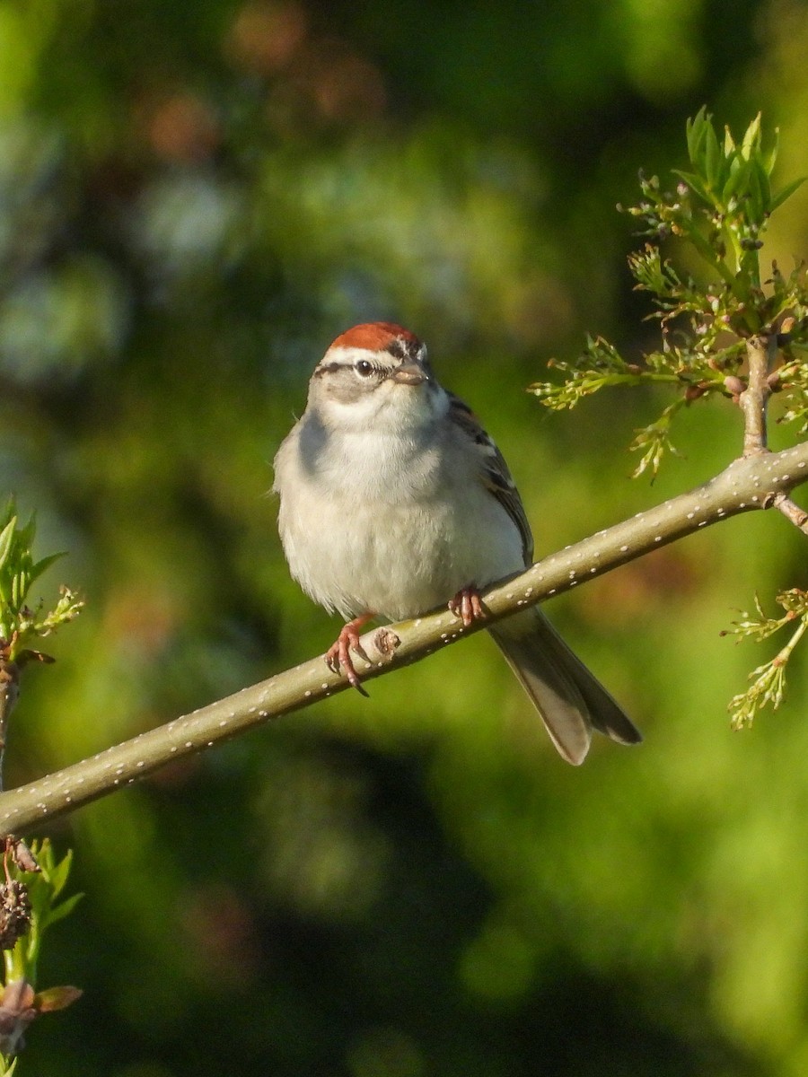 Chipping Sparrow - Ellen Star