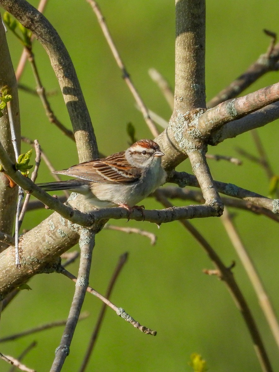 Chipping Sparrow - ML618055372