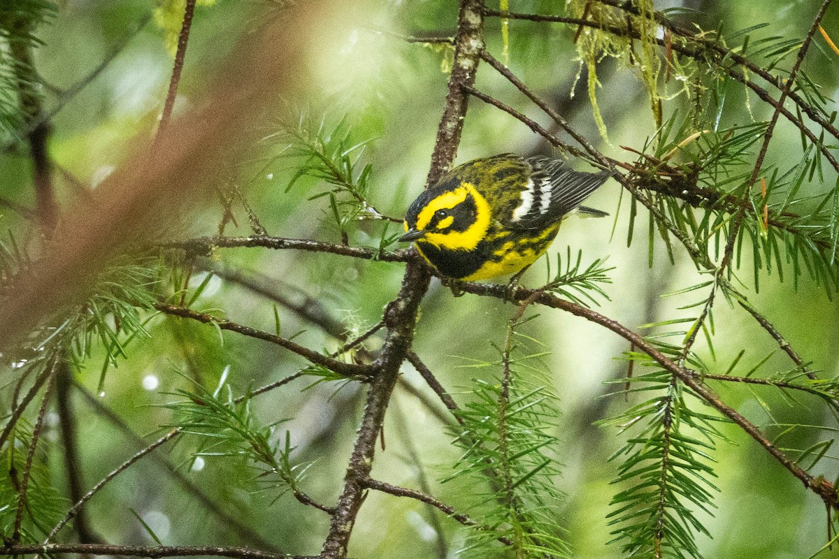 Townsend's Warbler - Jonathan Ley
