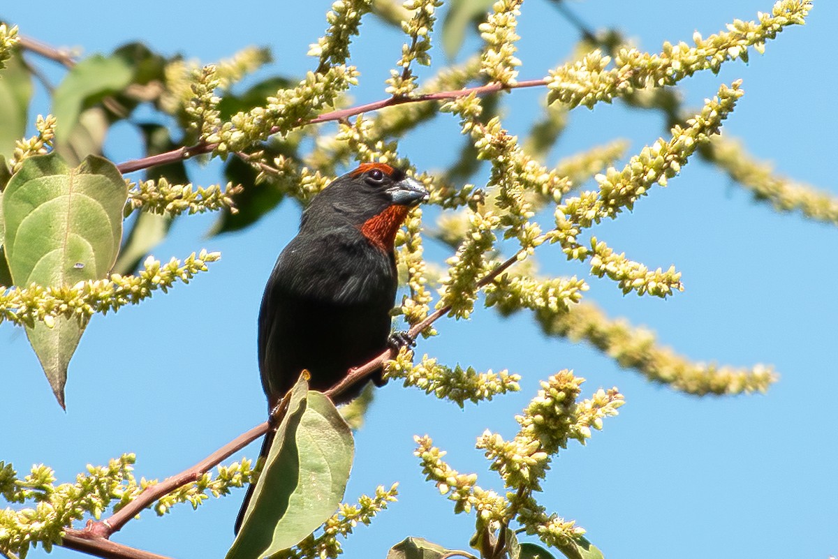 Greater Antillean Bullfinch - Forest Tomlinson