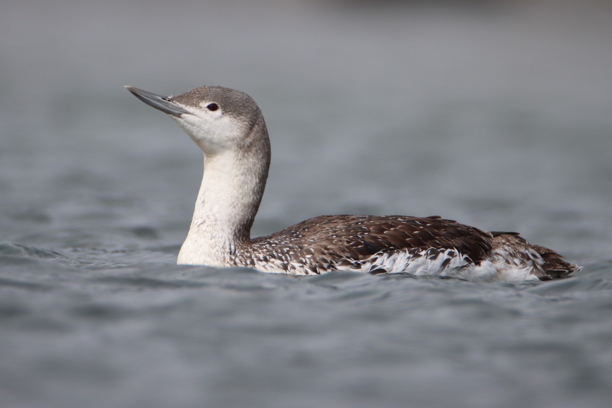Red-throated Loon - Daniel Donnecke