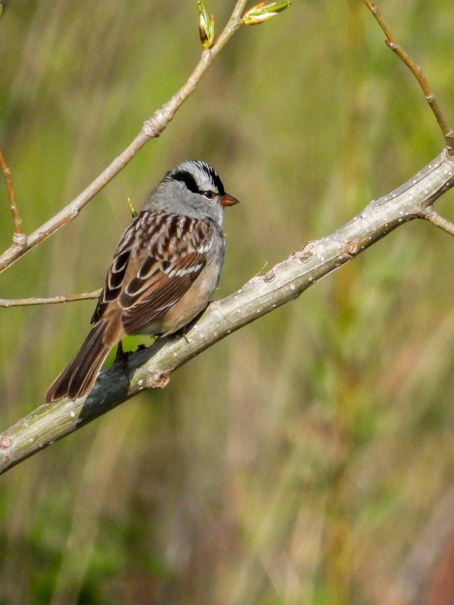 White-crowned Sparrow - ML618055388