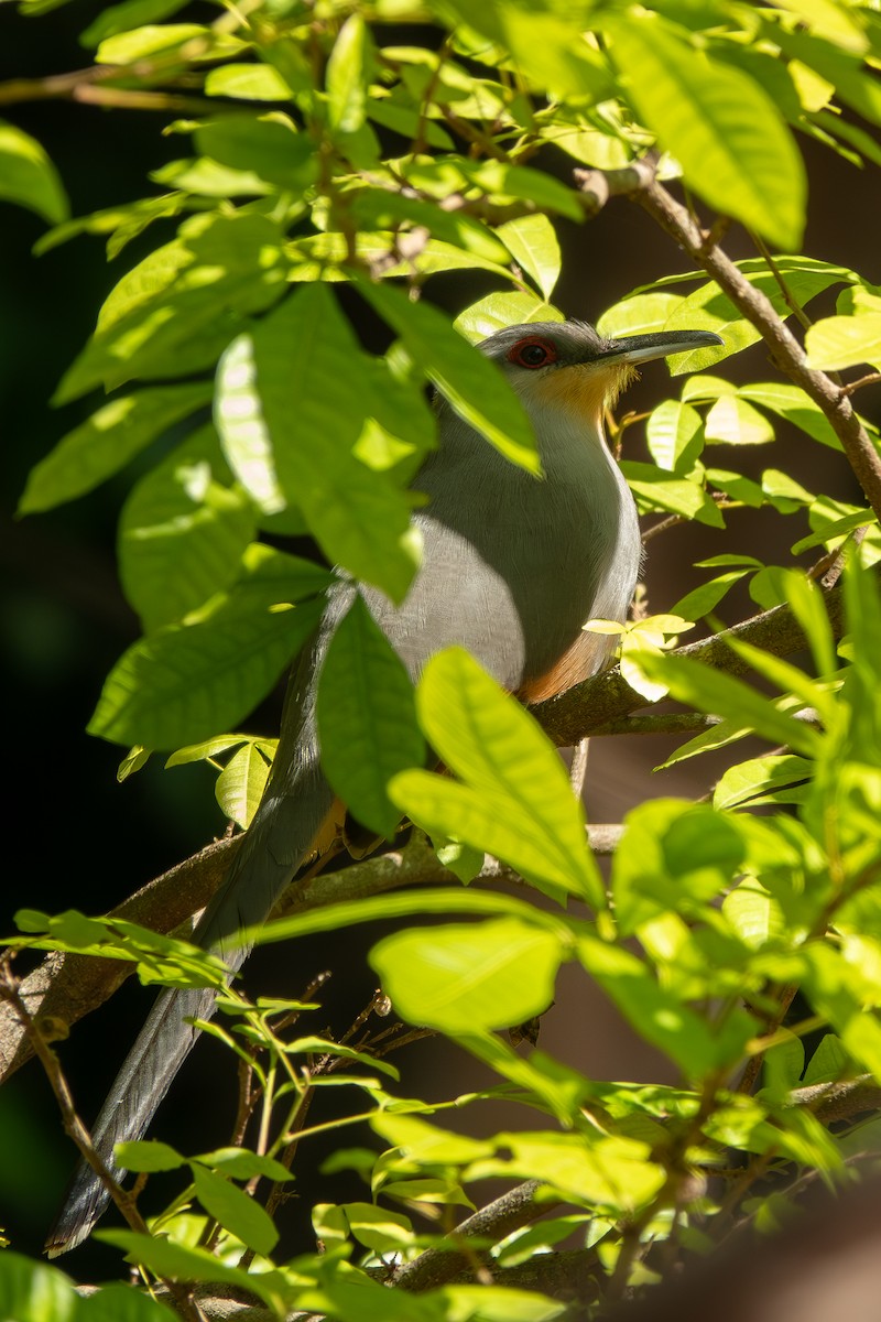Hispaniolan Lizard-Cuckoo - Forest Tomlinson