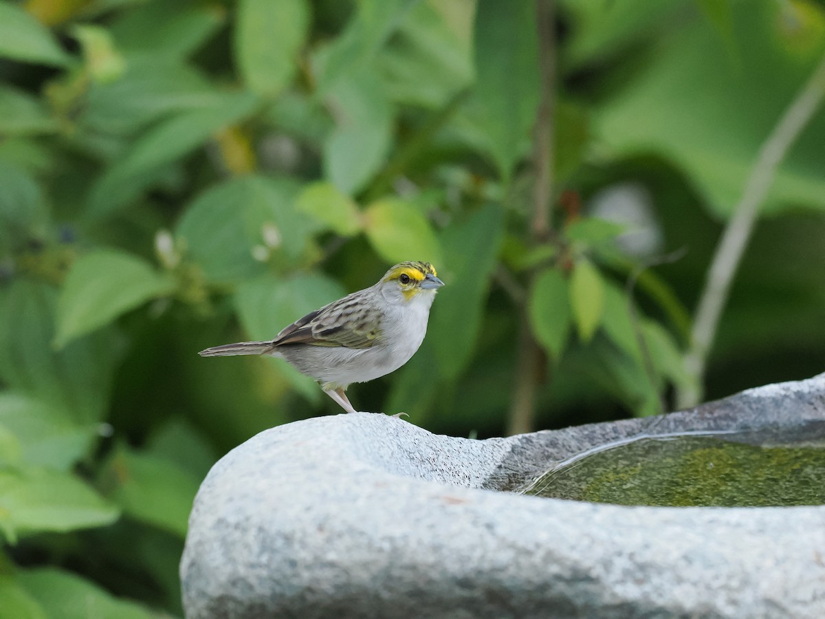 Yellow-browed Sparrow - ML618055403