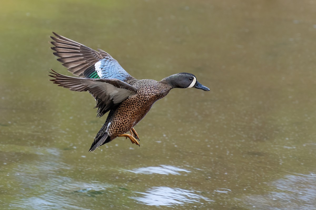 Blue-winged Teal - ML618055412