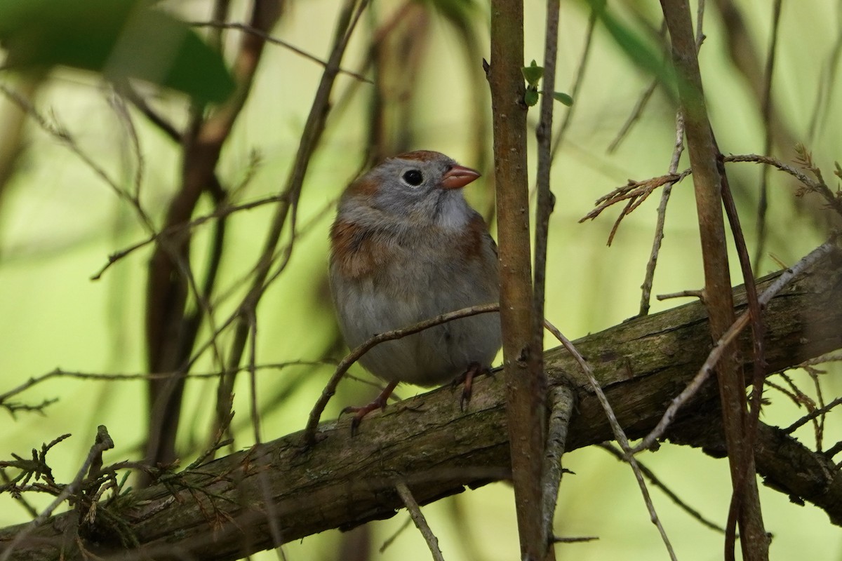 Field Sparrow - Greg Hertler