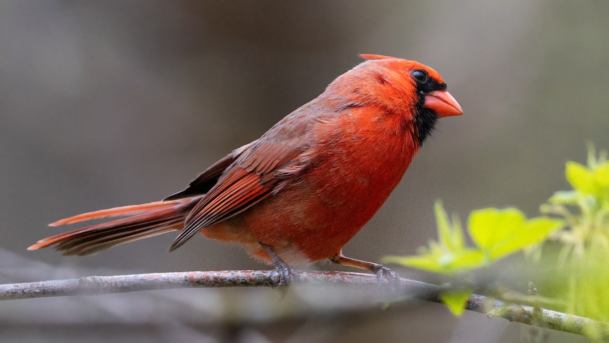 Northern Cardinal - Dustin Wrolstad