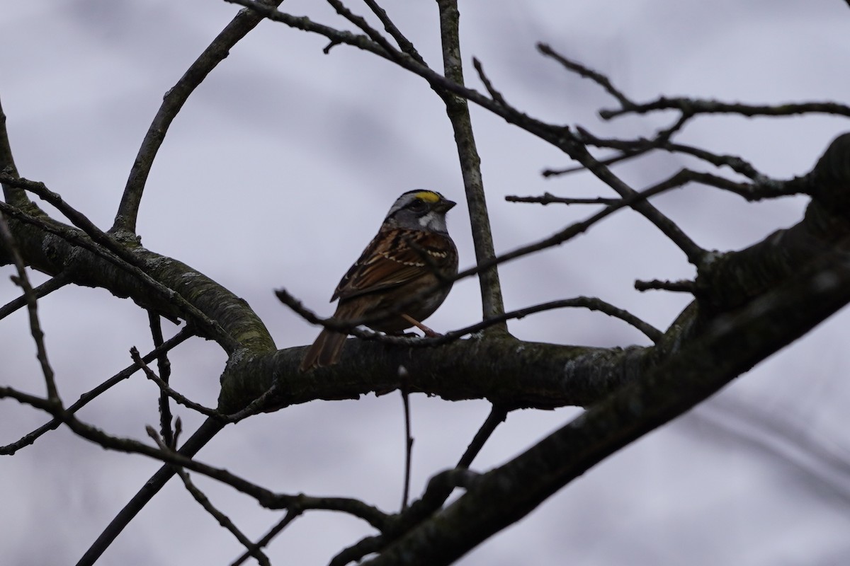 White-throated Sparrow - Greg Hertler